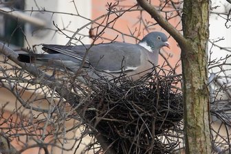 Viele Zwickauer Stadttauben sterben rätselhaften Tod - In einem Baum in der Marienstraße versteckt sich eine Stadttaube vor den übermächtigen Angreifern.