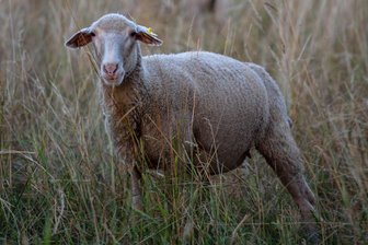 Vier Schafe verschwunden - 