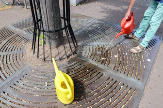 Vier Städte erhalten Förderung für grüne Modellprojekte - Bäume sind ein wichtiges Element in den Plänen der klimaresilienten Modellstädte. (Symbolbild)
