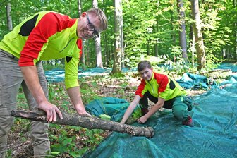 Vier Wochen Eichelregen: Wie im Erzgebirge begehrtes Saatgut aufgefangen wird - Ruben Leppelmeier (l.) und Annabell Rathmann legen Kunststoffnetze aus und beschweren sie mit Naturmaterial.
