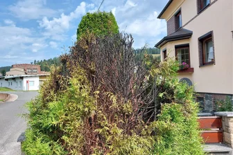 Vierter Brand in Zwota: Wohin die Feuerwehr diesmal ausrücken musste - Nach dem nächtlichen Brand angekohlter Baum am Zwotaer Friedhofsweg.