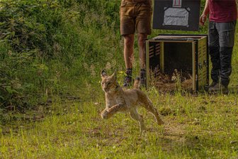 Vierter Luchs im Erzgebirge ausgesetzt: Chapo ist noch ein Halbstarker - Luchs Chapo bekommt seine Freiheit im Wald nahe Eibenstock.