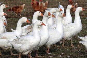 Virus: Geflügel- und Vogelschauen in Mittelsachsen ab sofort untersagt - 