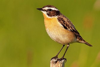 Vogel des Jahres: Braunkehlchen-Bestände gehen im Vogtland dramatisch zurück - Das Braunkehlchen ist der "Vogel des Jahres".