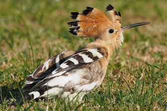 Vogel des Jahres ist im Vogtland ein Exot - Der Wiedehopf fällt mit dem bunten Gefieder und der aufrichtbaren und dann besonders markanten Federhaube auf.