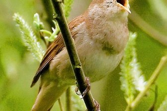 Vogelgesang macht mutig und froh - Akustisches Psychopharmakon ohne unerwünschte Nebenwirkungen: Der vielfältige Gesang der Nachtigallmännchen wirkt laut Forschern auf viele Menschen angstlösend.