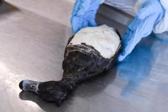 Vogelgrippe-Fall an Landesgrenze - Triebel wird Beobachtungsgebiet - 