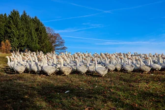 Vogelgrippe: Ist jetzt der Weihnachtsbraten im Erzgebirge in Gefahr? - Die 350 Gänse auf dem Hof der Meys in Schwarzbach sind den ganzen Tag draußen auf der Wiese – es sei denn, die Vogelgrippe rückt näher, dann müssten sie in den Stall.
