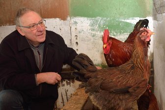 Vogelgrippe rückt näher an Mittelsachsen: Ist in Erlau die letzte Geflügelschau? - Die Welsumer-Hühner von Wolfgang Ahnert mussten früher schon mal im Stall bleiben.