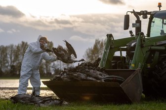 Vogelgrippe: Veterinäramt im Erzgebirge verschärft Regeln - Die Vogelgrippe hat sich mittlerweile fast über ganz Deutschland ausgebreitet. Hier ein Bild aus Brandenburg, wo ein Helfer einen toten Kranich auf eine Traktorschaufel wirft.