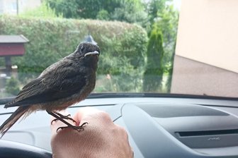 Vogelküken Chico: Eine Rettungsgeschichte aus Köthensdorf - Im Juni hatte eine Familie ein Hausrotschwanz-Küken gerettet und aufgezogen. Jetzt wurde es erfolgreich ausgewildert.