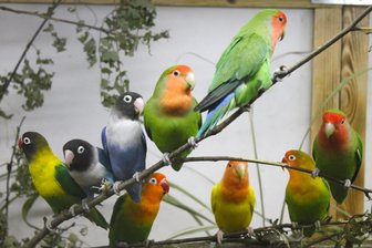 Vogelliebhaber zeigen in Waldenburg ihre Exoten - Exotische Vögel aus sechs Kontinenten sind in Waldenburg zu sehen.