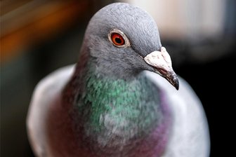 Vogelmarkt findet am 2. März in Marienberg statt - Der 16. Vogelmarkt findet am 2. März in der Stadthalle in Marienberg statt.