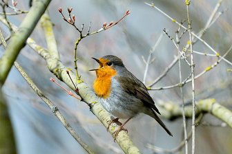 Vogelstimmen-Wanderungen in und um Freiberg: So klingt der Frühling - Frühaufsteher: Das Rotkehlchen fängt fast eine Stunde vor Sonnenaufgang an zu singen.
