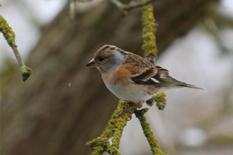 Vogelstimmenwanderung am Sonntagfrüh in Pausa - Bei einer Wanderung in Pausa stehen am Sonntag die Vögel im Mittelpunkt.