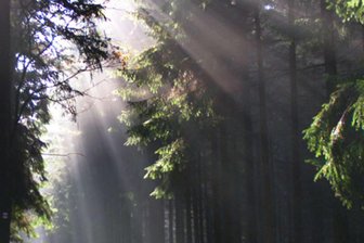 Vogelstimmenwanderung und Pfingstsingen im Erzgebirge - Morgenstund hat Gold im Mund. Frühaufsteher, Naturfreunde und Sangesfreudige treffen sich am Pfingstmontag im Buchholzer Wald.