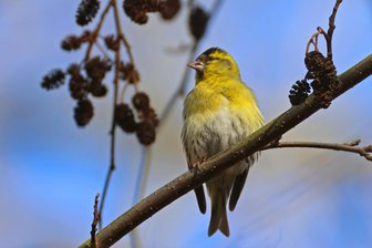 Vogelstimmenwanderungen finden im Oberlungwitzer Hirschgrund und im Grünfelder Park in Waldenburg statt - Der Erlenzeisig gehört zu den über 65 Vogelarten, die im Hirschgrund beobachtet wurden.