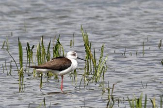 Vogelvielfalt im Chemnitzer Umland: Ornithologe gibt spannende Einblicke - Der Stelzenläufer ist ein eher seltener Gast im Limbacher Teichgebiet.