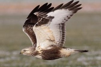 Vogelzug und Sense dengeln - Ein Raufußbussard im Anflug.