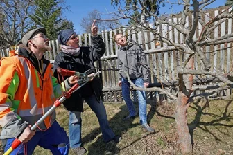 Vogtländerin bucht MDR-Gartenfachfrau als Geburtstagsgeschenk - Gartenbaumeisterin Helma Bartholomay (Mitte) zeigt Tobias Kießling (links) und Spartenvorstand Daniel Mocka, wie man Obstbäume in die richtige Form bringt.