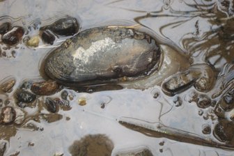 Vogtländische Bäche versiegen: Tiere in Lebensgefahr - Mit ihrem ausgestreckten Fuß versucht eine Flussperlmuschel, sich in die Bachsohle einzugraben. Das Tier war aber zu schwach, als dass es gelungen wäre.