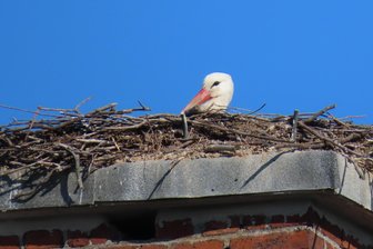 Vogtländische Frühlingsboten: Auch in Wallengrün hat der Storch sein Nest bezogen - Leserin Marita Zimmermann dokumentierte die Ankunft des Storchs in Wallengrün. Foto: Marita Zimmermann