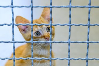 Vogtländische Gemeinde investiert mehr in Tierschutz - Eine Katze im Tierheim.