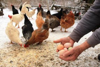 Vogtländische Hühner sind schon im Frühlingsmodus - Einige Hühnerrassen legen auch im Winter Eier.