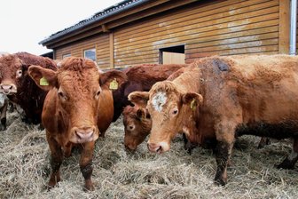 Vogtländische Landwirte fürchten drastische Kürzung von EU-Mitteln – auch Minister kritisiert: „Ich bin von der Entwicklung total enttäuscht“ - Die Mutterkuhhaltung in der Agrargenossenschaft „Oberes Vogtland" wäre ohne Fördermittel nicht möglich.