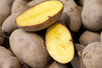 Vogtländische Verbraucherschützer warnen vor Verharmlosung des Kartoffelgiftes - Die Wahl der Kartoffel zur Giftpflanze des Jahres erregt im Vogtland die Gemüter.