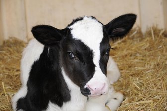 Vogtländischer Agrarbetrieb will Milchviehanlage erweitern - Der Agrarbetrieb Aproha will die Milchviehanlage Juchhöh modernisieren und erweitern.
