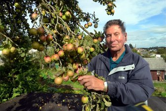 Vogtländischer Mega-Apfelbaum trägt trotz Spätfrost mindestens 2000 Früchte: Jetzt ist das Rätsel gelöst - Äpfel, Äpfel und nochmal Äpfel: Klaus Gerngroß wusste im September nicht mehr, wohin mit den vielen Früchten. Was bisher ein Rätsel blieb: Um welche Apfelsorte handelt es sich?
