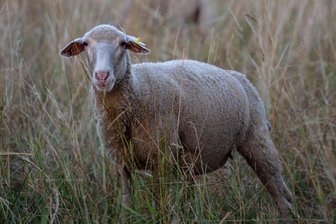 Vogtland: Bikerunfälle mit Schafen und Wildsau -