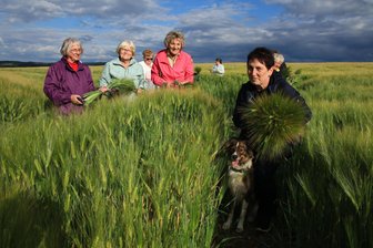 Vogtland-Landfrauen legen mit Kronen los: „Manchmal werden wir gefragt, ob wir das dürfen" - Ines Teubert mit Hund Paula und den Landfrauen beim Getreideschneiden für die Binderei.