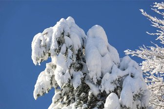 Vogtland: Straßensperrungen wegen Schneebruchs - Viele Bäume und Äste sind der schweren Schneelast nicht gewachsen.