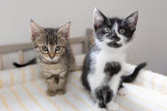 Vogtlandort lässt sich Tierliebe mehr kosten - Neustadt zahlt mehr Geld für das Tierheim in Ellefeld.