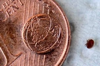 "Volkszählung" an der Hochschule Mittweida - Verheerend bei nur 1,5 Millimetern Größe: Eine Varroamilbe im Größenvergleich.