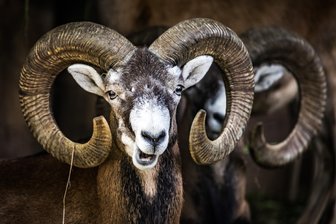 Vollsperrung: Mufflons sorgen für Stau auf der A 72 - 