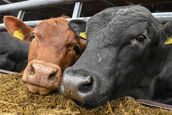 Vollsperrung nötig: Jungbulle „Uwe“ büxt auf Autobahn im Vogtland aus - Diesen Jungbullen geht es in einem Bio-Stall in Brandenburg gut. Doch beim Transport dieser Tiere kommt es hin und wieder zu Zwischenfällen.