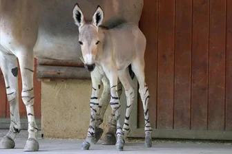 Vom Aussterben bedroht, in Chemnitz mit Nachwuchs: Kleines Wildesel-Fohlen geboren - Im Chemnitzer Tierpark gab es Nachwuchs bei den Wildeseln.