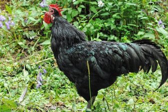 Vom Aussterben bedrohte Haustierrassen bei Schau in Rebesgrün zu sehen - In Rebesgrün sollen auch Tiere gezeigt werden, die auf der Liste bedrohter einheimischer Haustierrassen stehen, wie das abgebildete Sachsenhuhn.