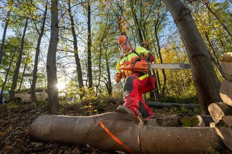 Vom gefällten Stamm zur warmen Stube: Brennholz selbst schlagen, aber richtig - Sven Hertel beim Zerteilen eines Ahornstamms: Vor Verletzungen schützen ein Helm mit Visier und Gehörschutz, eine Schnittschutzhose und spezielle Arbeitsschuhe.
