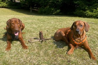 Vom Sorgenkind zum Glückspilz: Tierheim-Hund Balisto aus Zwickau hat seine Traumfamilie gefunden - Balisto (links) und Milo. Für das gebeutelte Sorgenkind Balisto aus dem Vielauer Tierheim ist das neue Zuhause ein Glücksgriff.