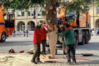 Vom Striegistal nach Dresden: Der Weihnachtsbaum für den Striezelmarkt - Auf dem Altmarkt wurde die Küstentanne dann in einer Hülse versenkt.  Foto: Pressestelle Landeshauptstadt Dresden.