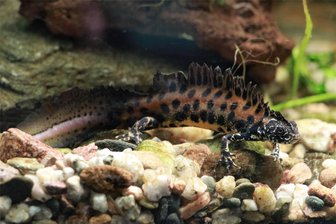 Vom Ukrainekrieg bedroht: Tierpark Chemnitz gibt Amphibien ein Zuhause - Der Donaukammmolch im Vivarium des Tierparks Chemnitz.