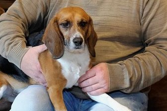 Vom Versuchslabor ins Vogtland: Hund Casper und sein neues Leben in Lengenfeld - Andreas Hertel hat Casper auf den Schoß genommen. In Lengenfeld fühlt sich der ehemalige Labor-Beagle zusammen mit Loui, dem zweiten Hund der Familie, wohl. 