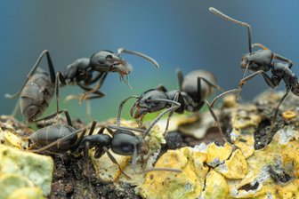 Von Altmittweida bis Zettlitz: Ameisen-Invasion droht - Mit zwei und vier Millimetern ist Tapinoma magnum im Vergleich mit anderen Ameisenarten nicht besonders groß.