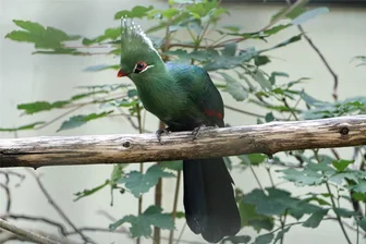 Von bunten Vögeln und äußerst beweglichen Zehen: Im Chemnitzer Tierpark gibt′s was Neues - Ein Livingstoneturako gehört zu den neuen Bewohnern der Fasanerie im Tierpark Chemnitz.