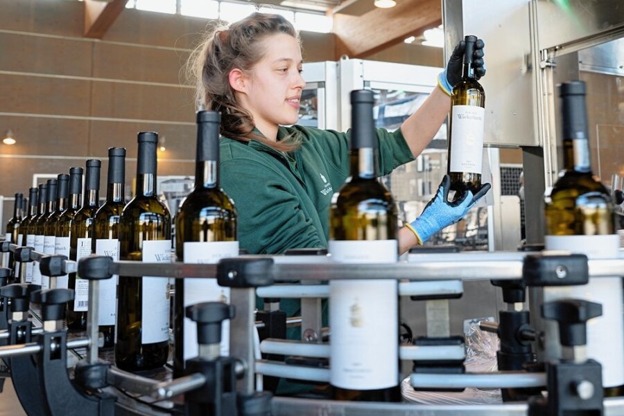Von Chardonnay bis Traminer: Das sind Sachsens beste Weine - Anna Eichhorn kontrolliert an der Abfüllanlage im Staatsweingut eine Flasche. Der beste Traminer der Region kommt von hier. 
