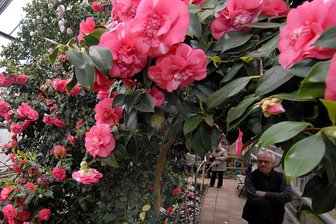 Von der Kamelie in Roßwein zum blauen Effekt in Freiberg: Fünf Tipps zum Wochenende - Ab Samstag kann wieder die Blütenpracht im Kamelienhaus in Roßwein bewundert werden.